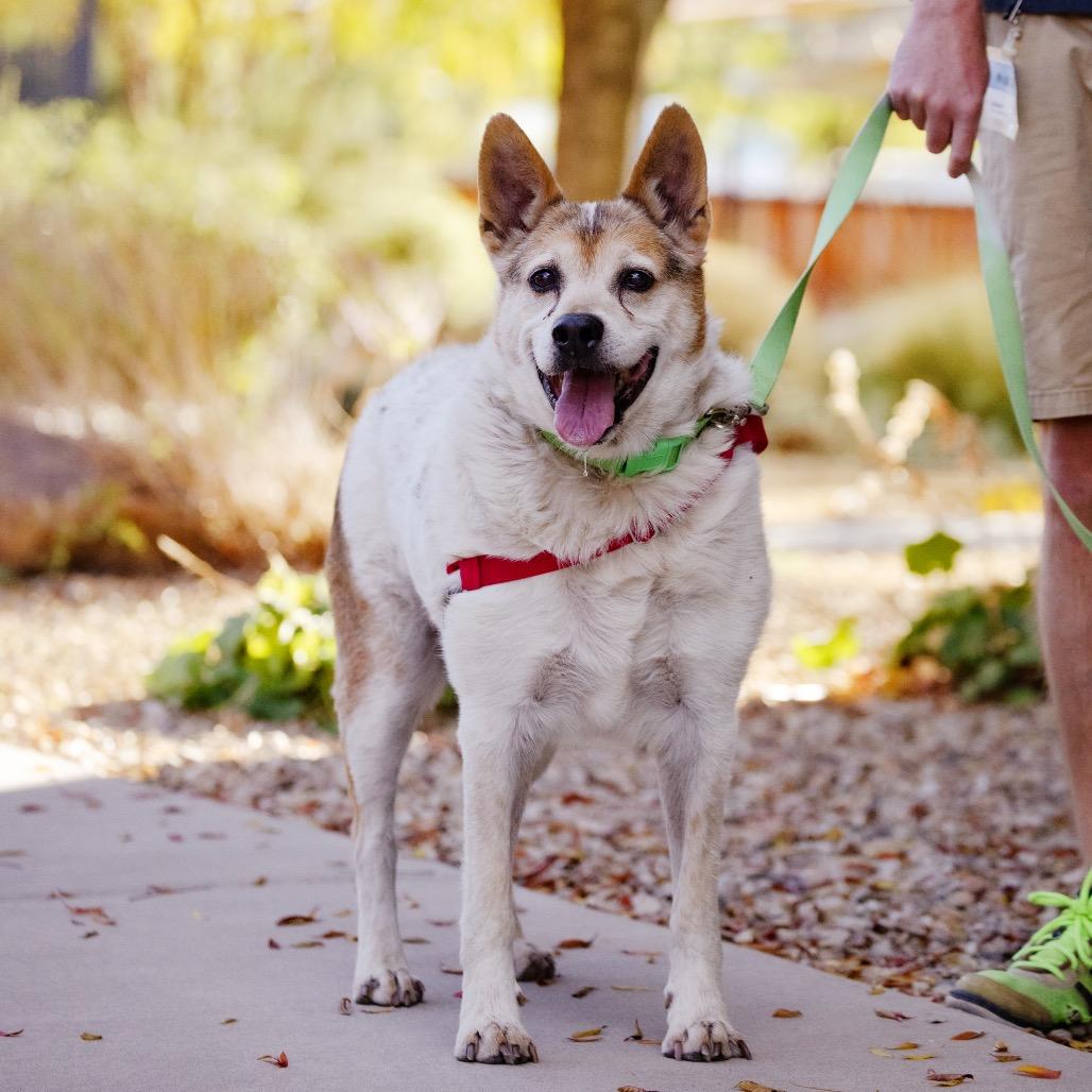 Enlarge Bandit, a Adoptable mixed breed in Albuquerque, NM image 1/6