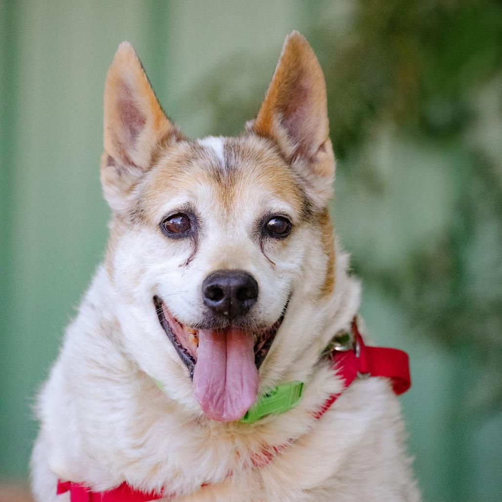 Enlarge Bandit, a Adoptable mixed breed in Albuquerque, NM image 3/6