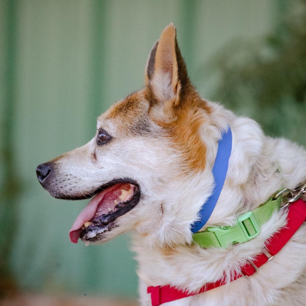 Enlarge Bandit, a Adoptable mixed breed in Albuquerque, NM image 5/6
