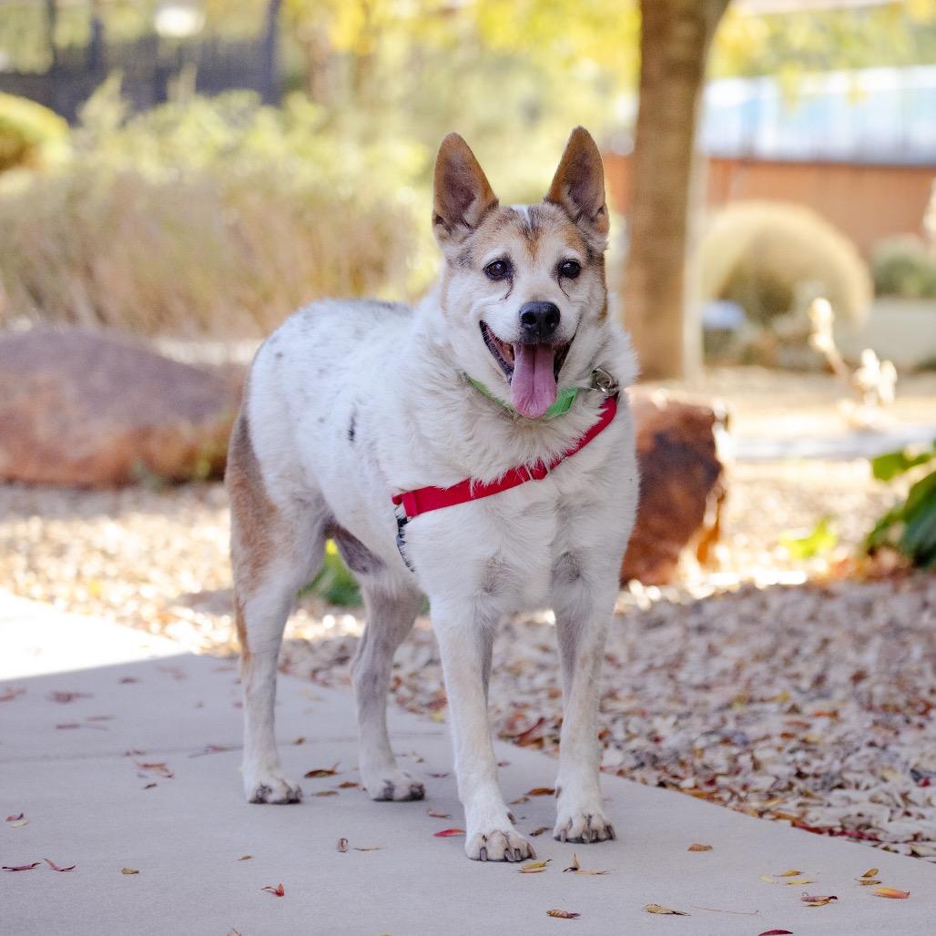 Enlarge Bandit, a Adoptable mixed breed in Albuquerque, NM image 6/6