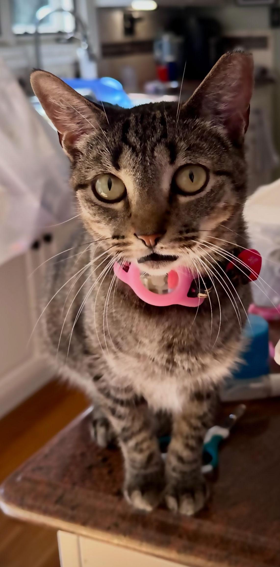 Enlarge Phoebe, a Adoptable mixed breed in Long Beach, CA image 1/3