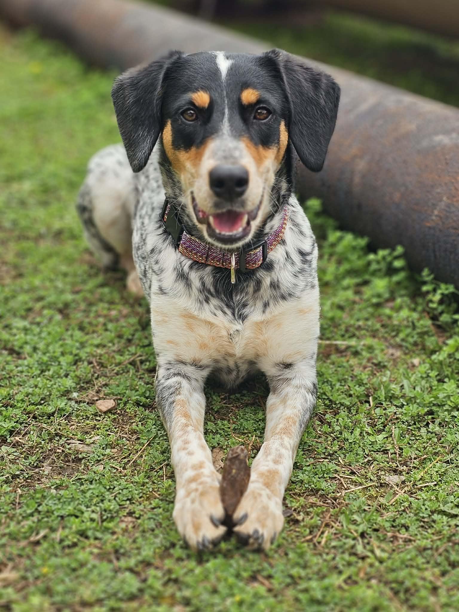 Enlarge Piper, a ADOPTABLE mixed breed in McDonough, GA image 2/3