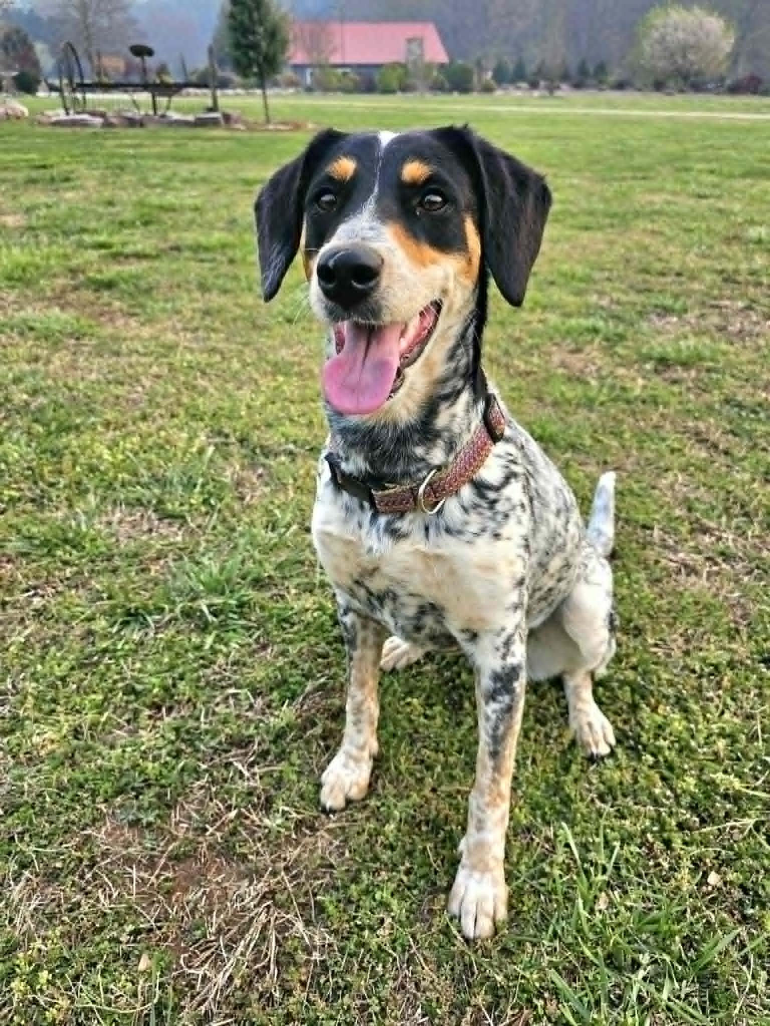 Enlarge Piper, a ADOPTABLE mixed breed in McDonough, GA image 2/5
