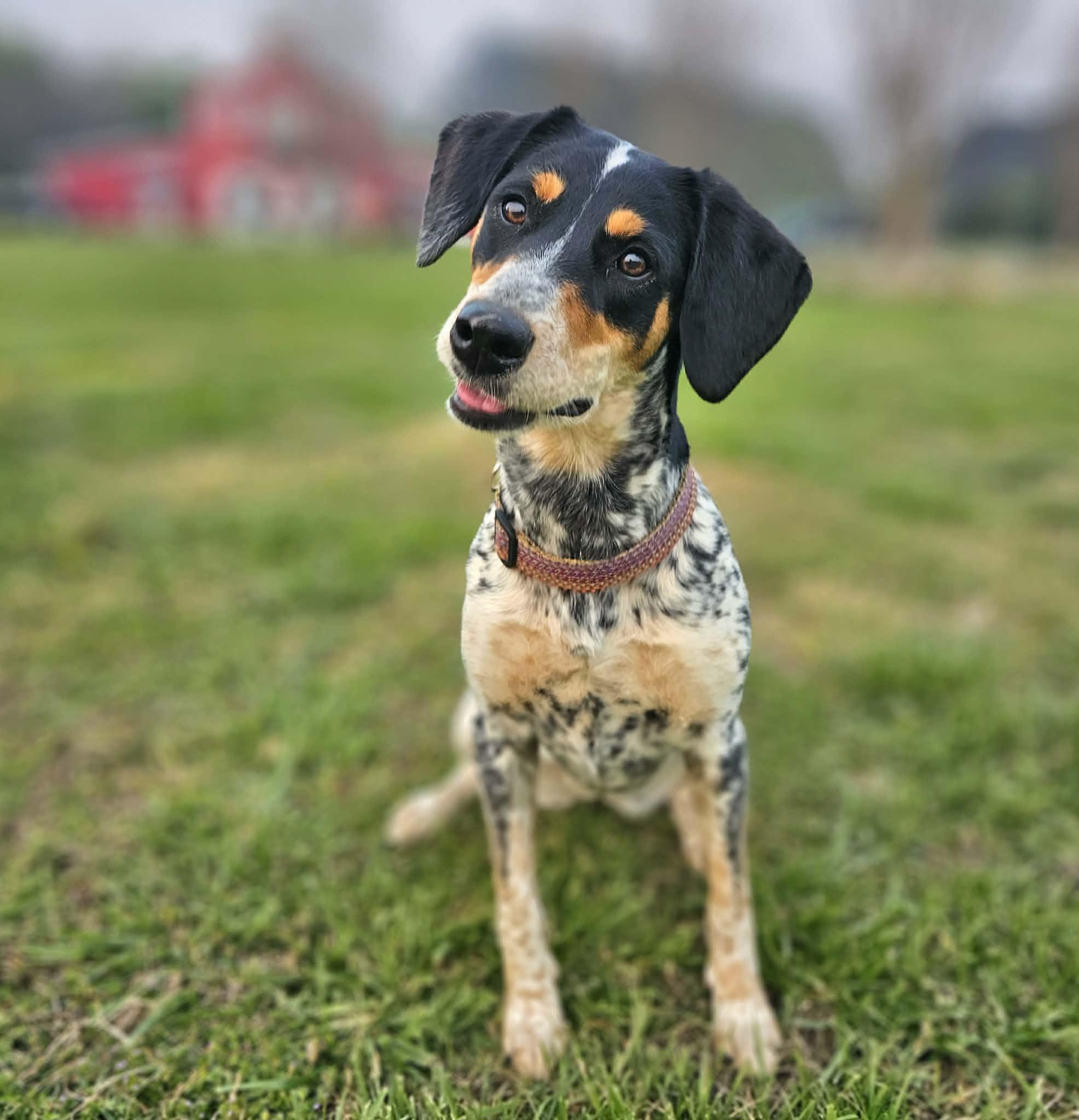 Enlarge Piper, a ADOPTABLE mixed breed in McDonough, GA image 1/5
