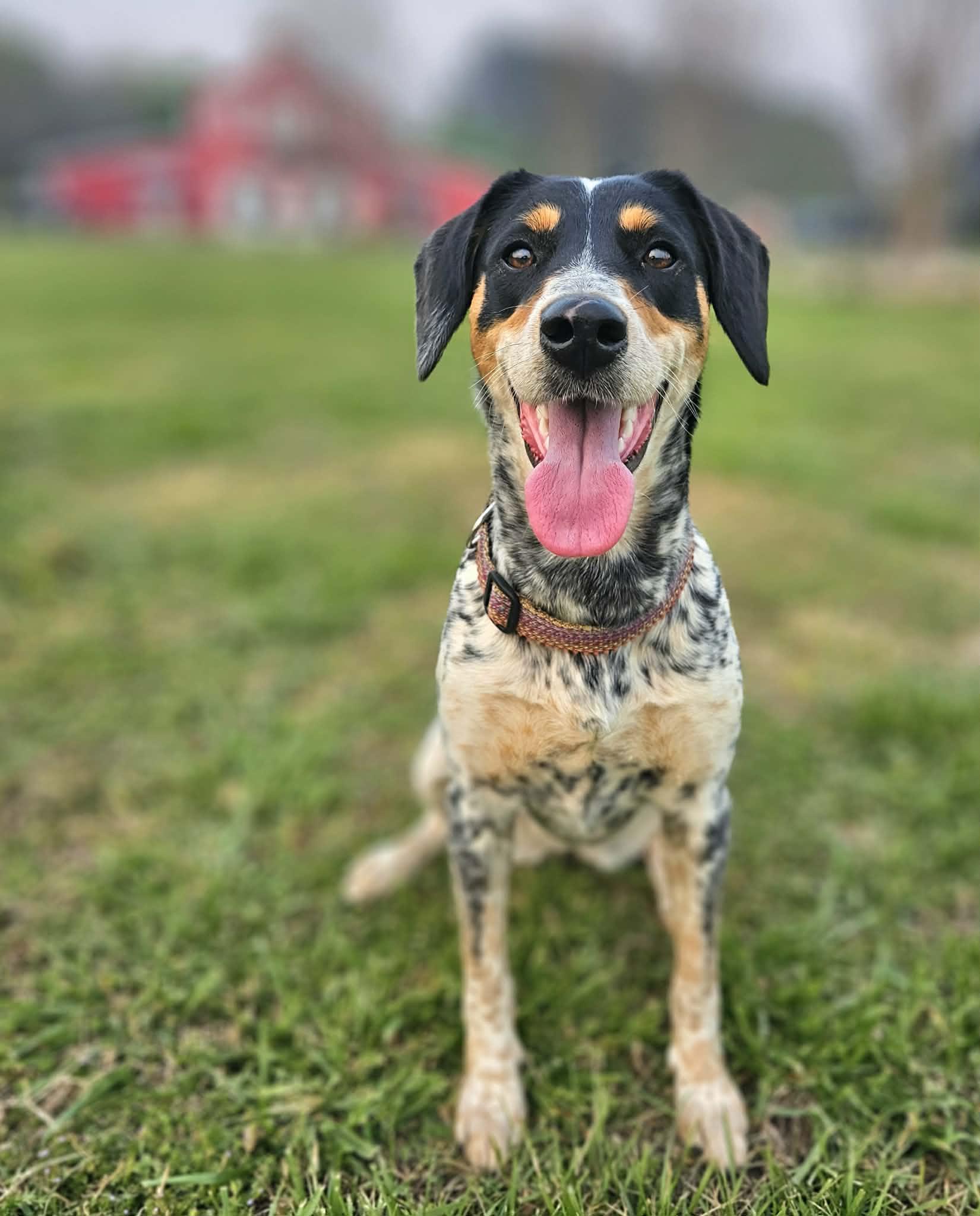 Enlarge Piper, a ADOPTABLE mixed breed in McDonough, GA image 5/5
