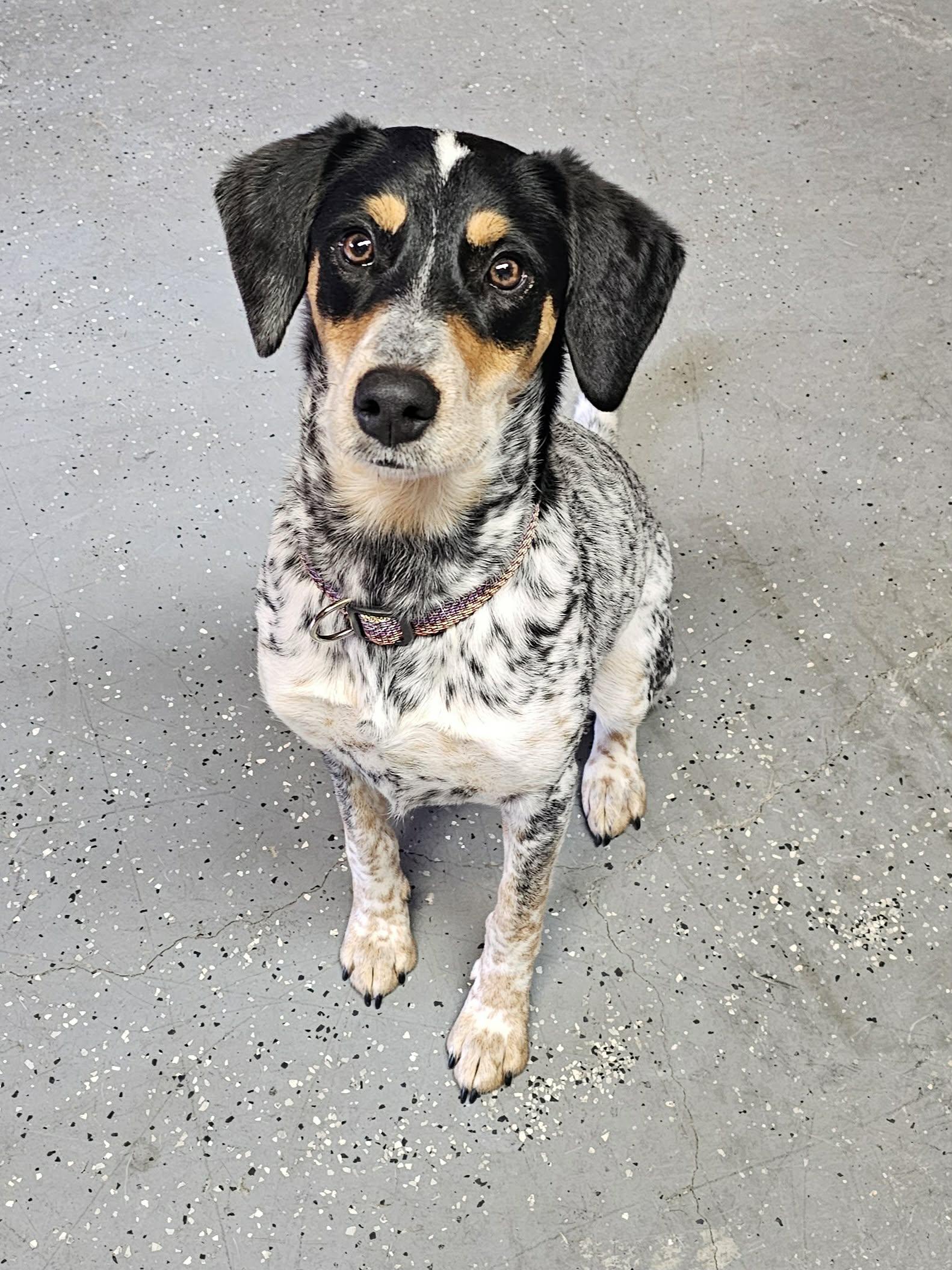 Enlarge Piper, a ADOPTABLE mixed breed in McDonough, GA image 1/3