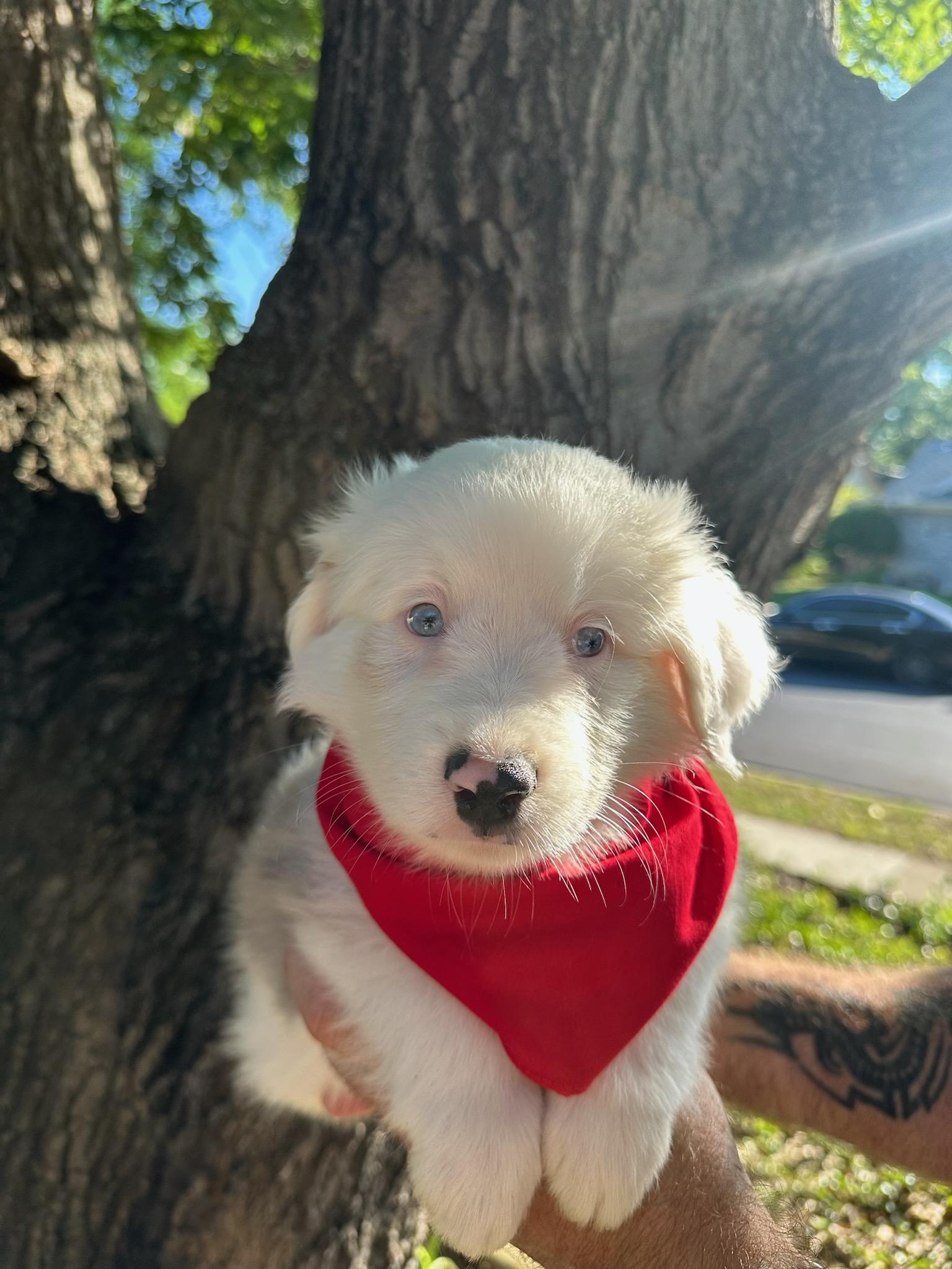 Nobu ***Courtesy Posting***, Adopted, Puppy Male Australian Shepherd.