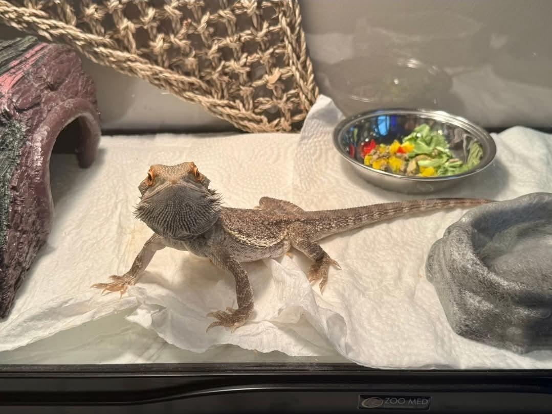 Kimchi, a ADOPTABLE Bearded Dragon in Manchester, MD image 2/2
