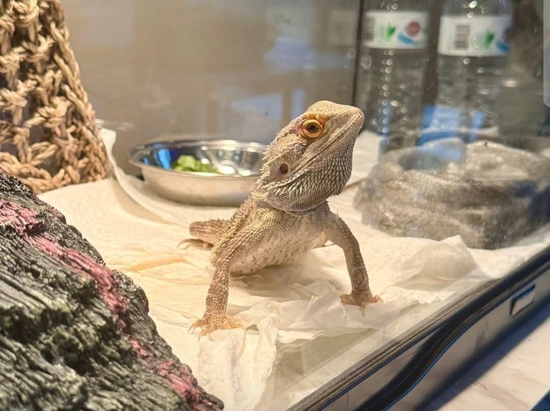 Kimchi, a ADOPTABLE Bearded Dragon in Manchester, MD image 1/2