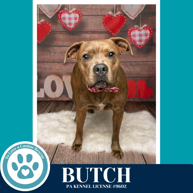 Butch (Bells Bankers) 120625, Adoptable, Young Male Pit Bull Terrier & Mixed Breed.