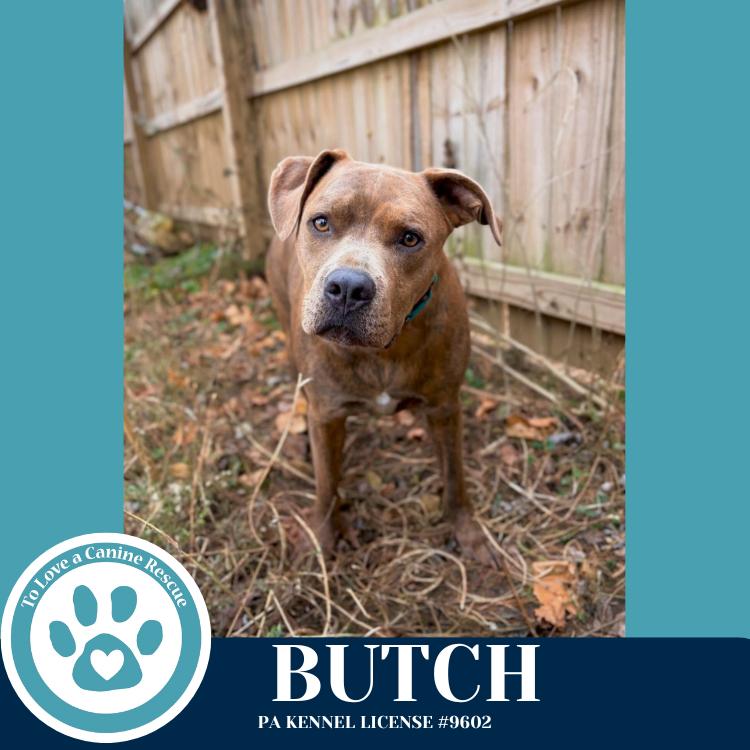 Enlarge Butch (Bells Bankers) 120625, a Adoptable mixed breed in Kimberton, PA image 1/5