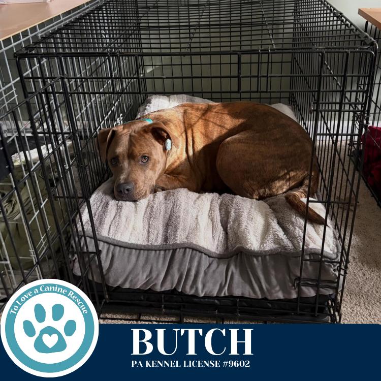Enlarge Butch (Bells Bankers) 120625, a Adoptable mixed breed in Kimberton, PA image 3/5
