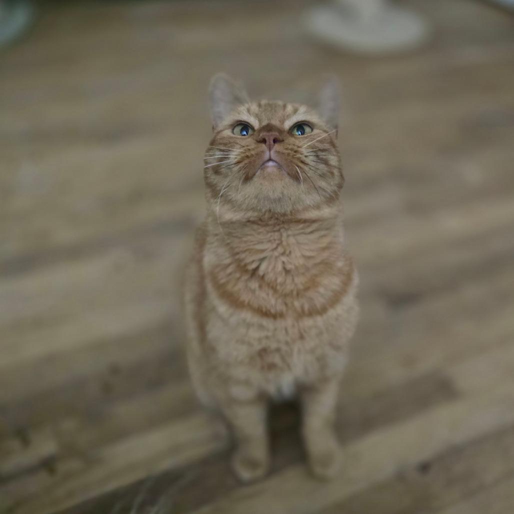 Ravioli, Adoptable, Adult Male Domestic Short Hair.