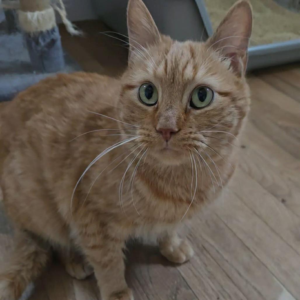 Ravioli, Adoptable, Adult Male Domestic Short Hair.