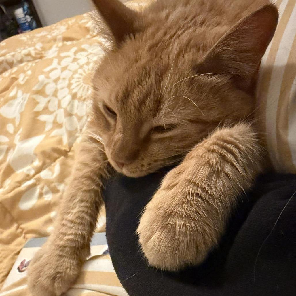 Ravioli, Adoptable, Adult Male Domestic Short Hair.