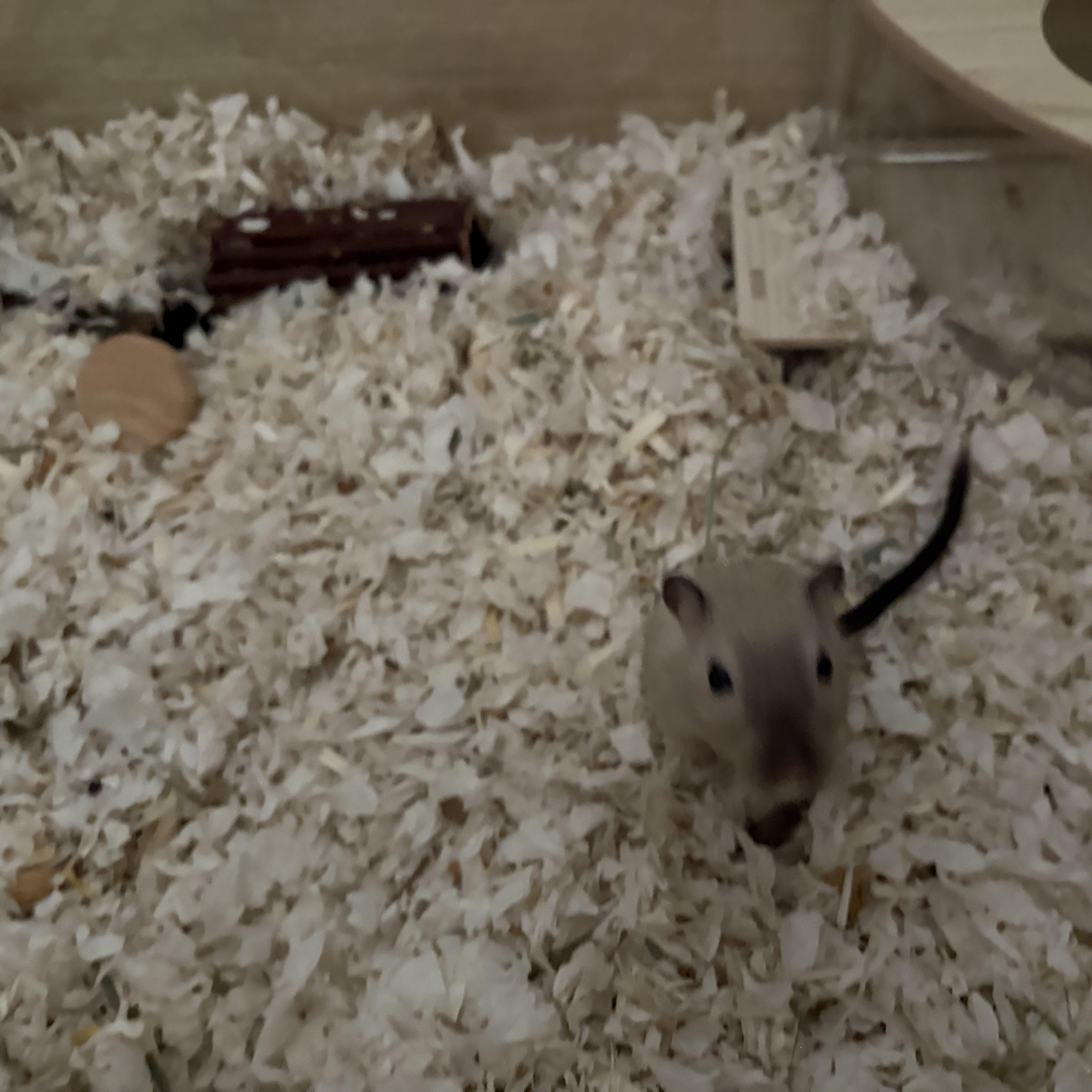 Enlarge Biscuit & Bailey, a ADOPTABLE Gerbil in Andover, CT image 4/4