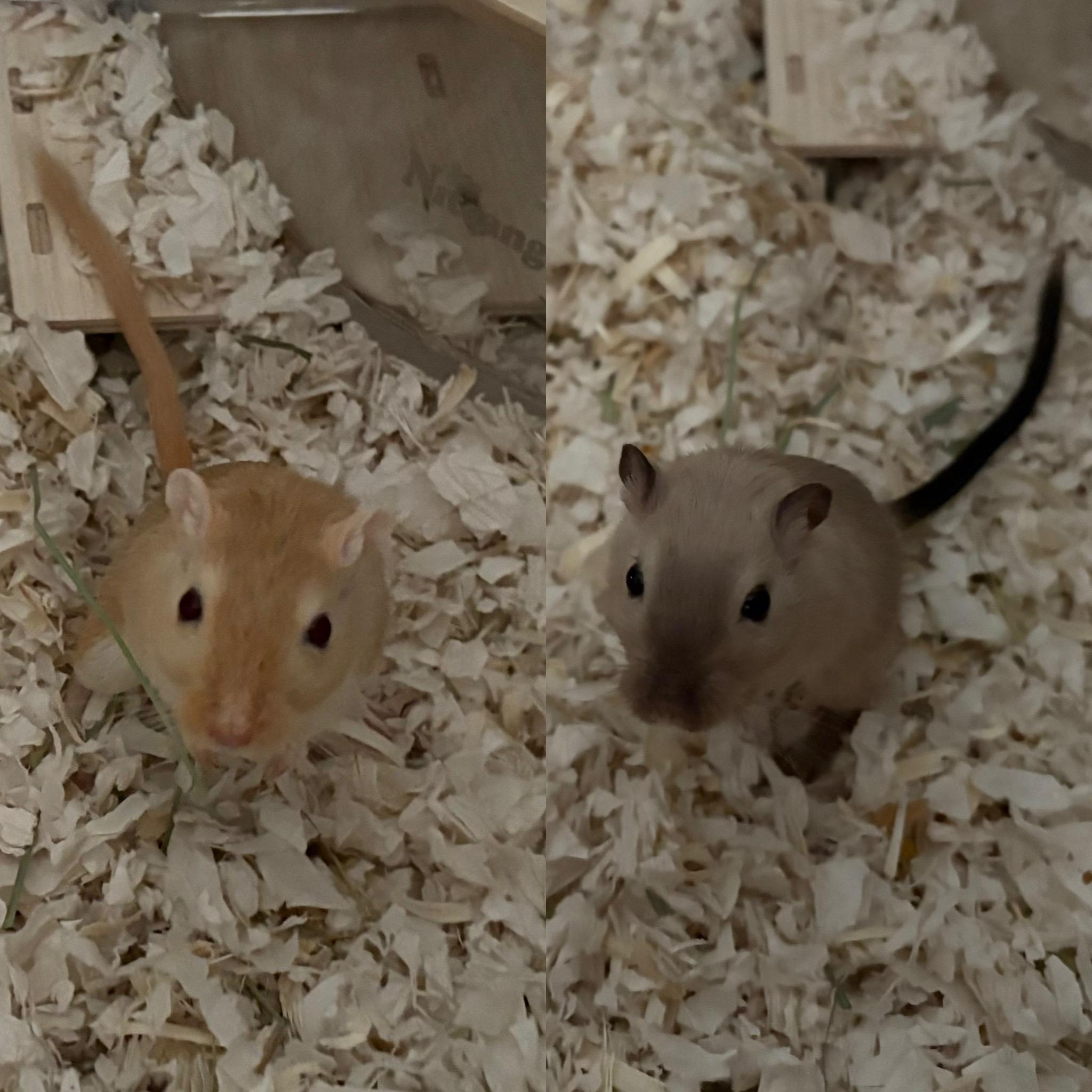 Biscuit & Bailey, ADOPTABLE, Young Male Gerbil.