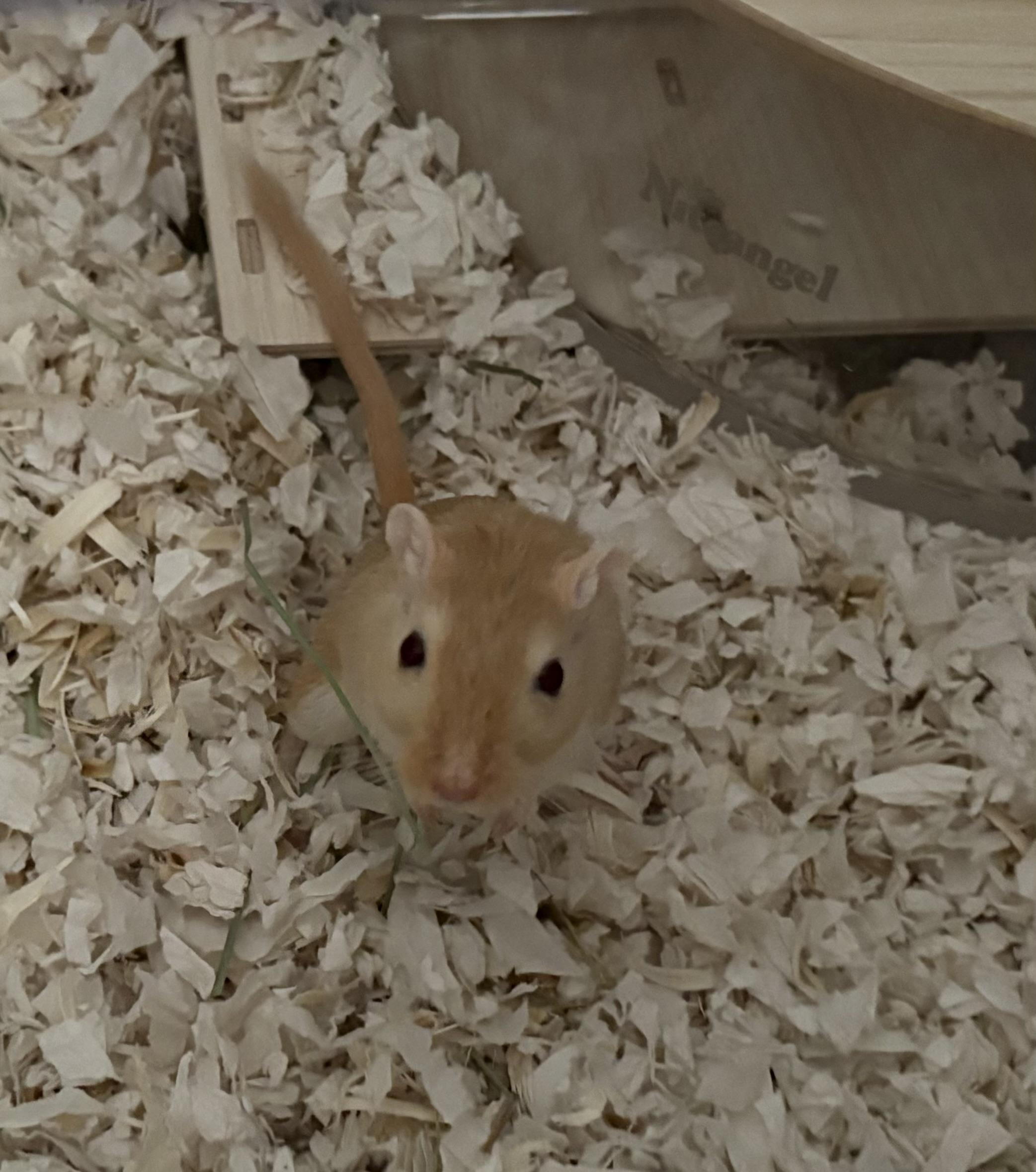 Enlarge Biscuit & Bailey, a ADOPTABLE Gerbil in Andover, CT image 3/4