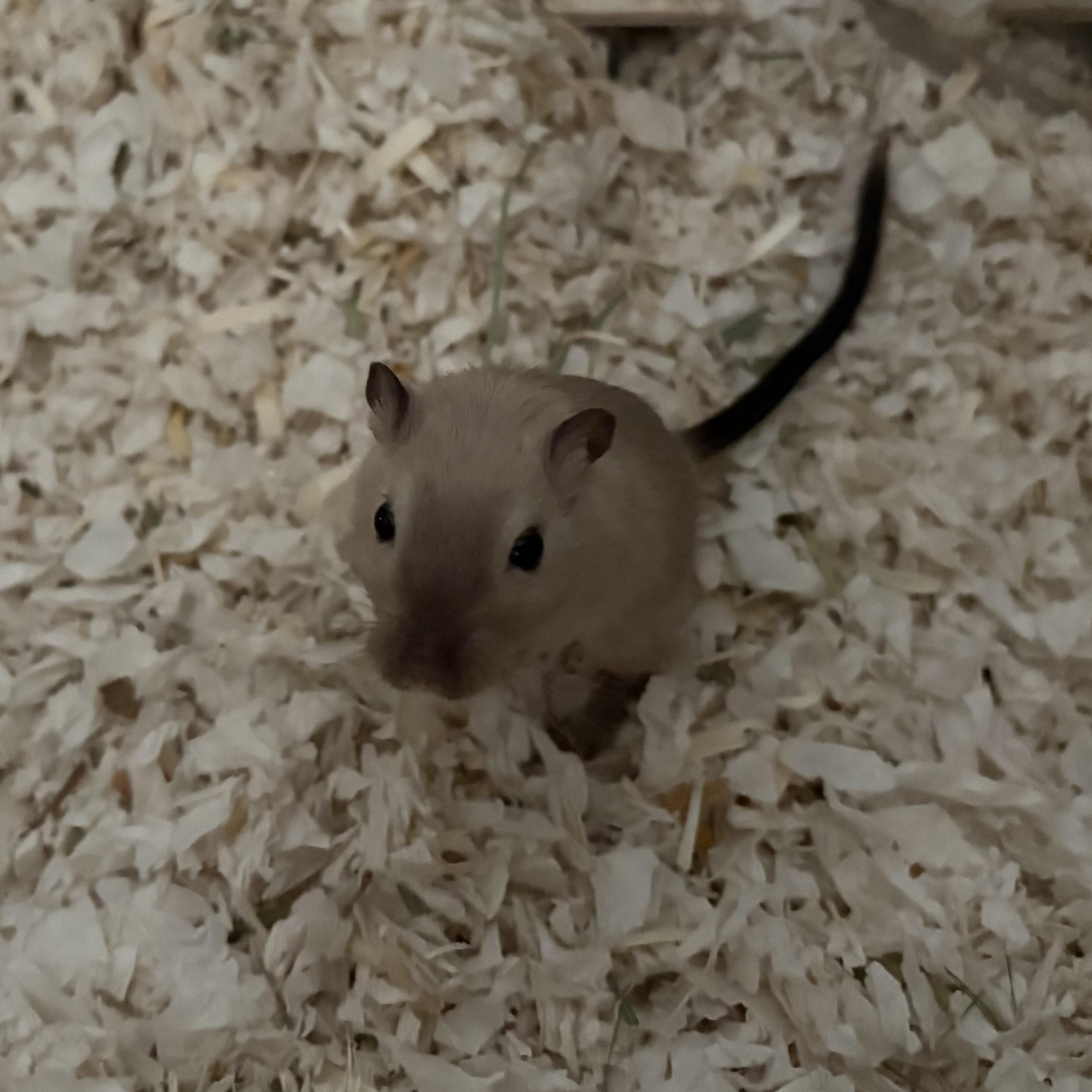 Enlarge Biscuit & Bailey, a ADOPTABLE Gerbil in Andover, CT image 2/4
