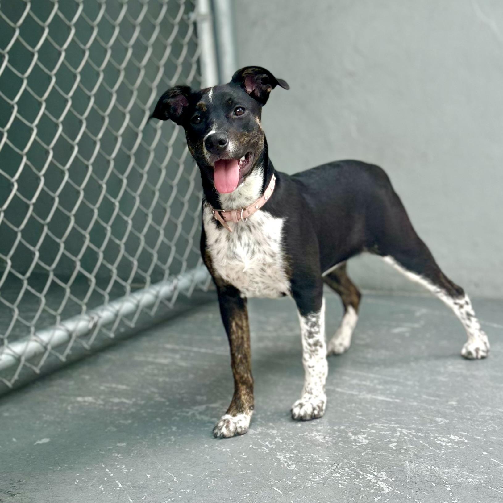 Enlarge Sprinkles, a ADOPTABLE Terrier in Coconut Creek, FL image 2/4