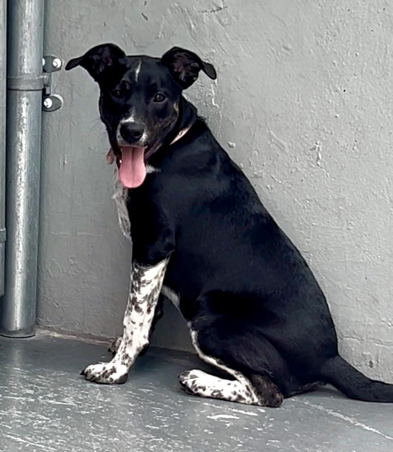 Enlarge Sprinkles, a ADOPTABLE Terrier in Coconut Creek, FL image 1/4