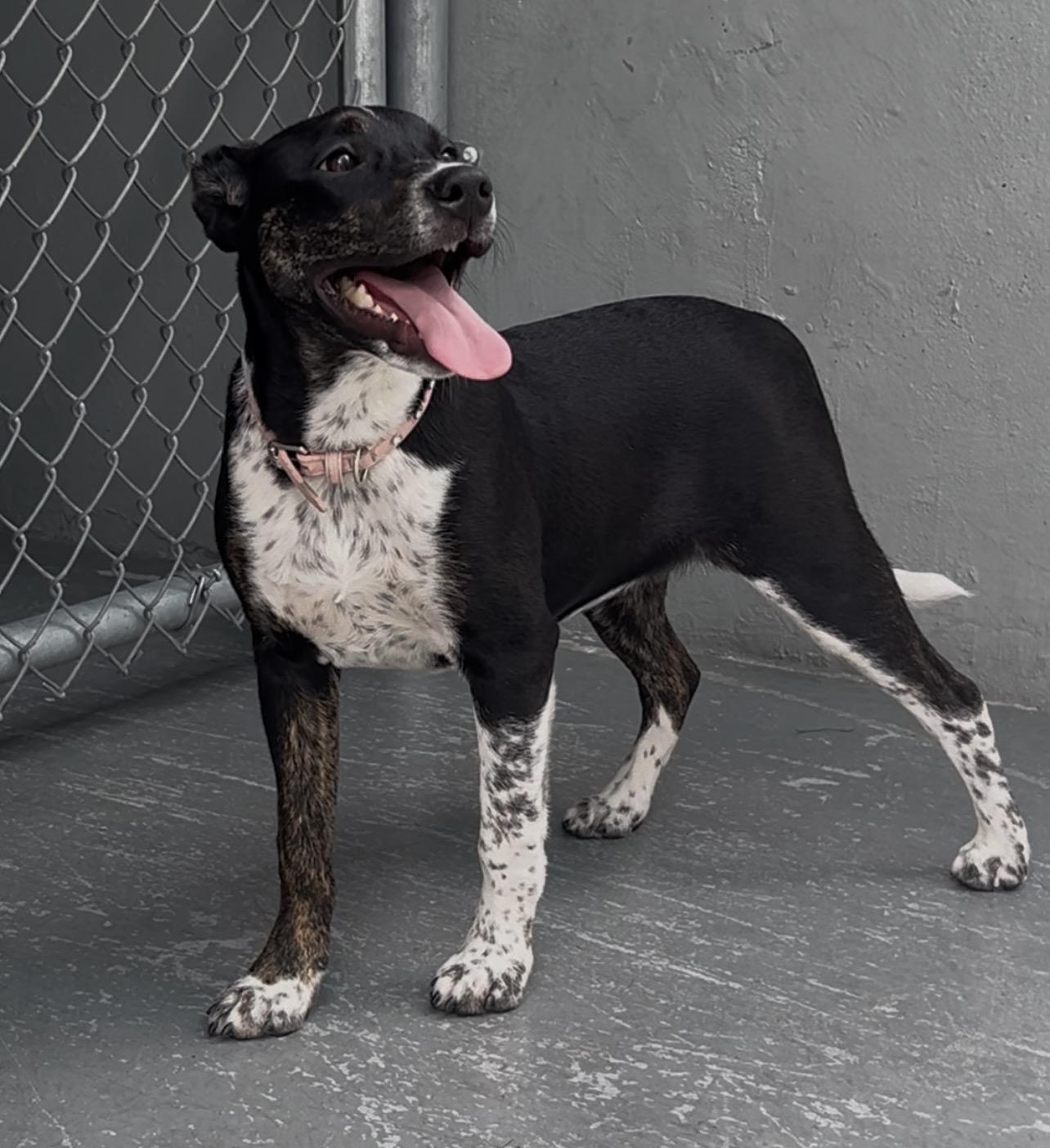 Enlarge Sprinkles, a ADOPTABLE Terrier in Coconut Creek, FL image 3/4