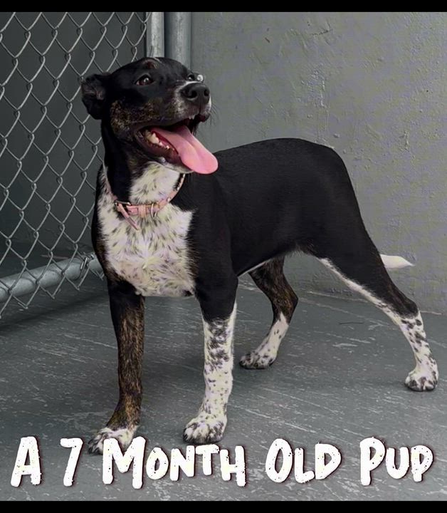 Enlarge Sprinkles, a ADOPTABLE Terrier in Coconut Creek, FL video 4/4