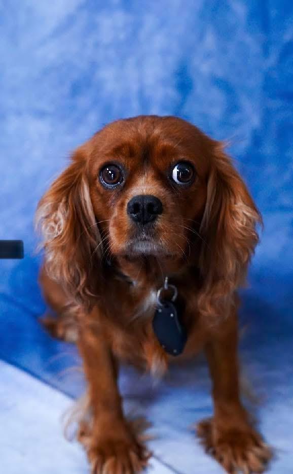 Beth, Adoptable, Adult Female Cavalier King Charles Spaniel.