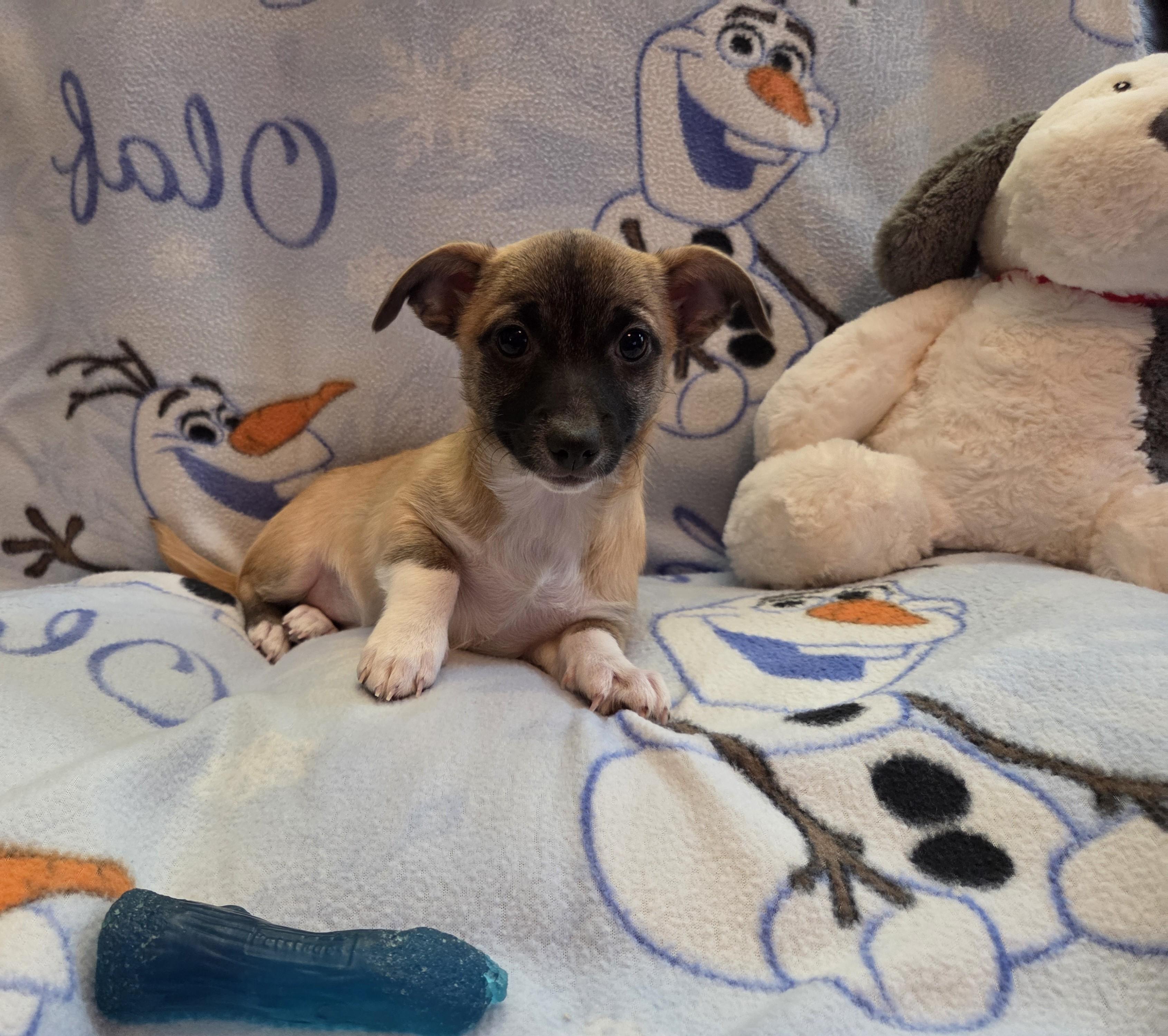 Misty, adopted, Puppy Female Chihuahua & Dachshund (Long Haired).