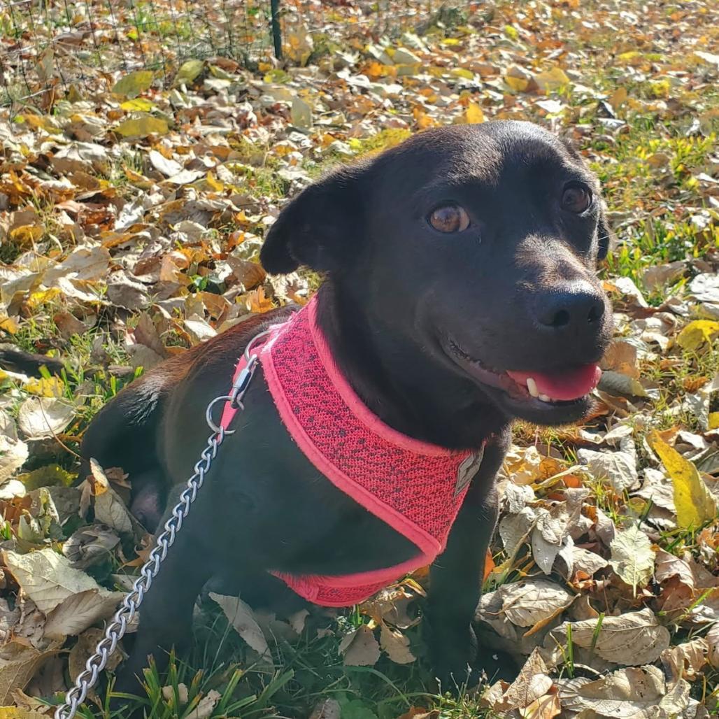 Enlarge Cupcake, a Adoptable mixed breed in Normal, IL image 1/3