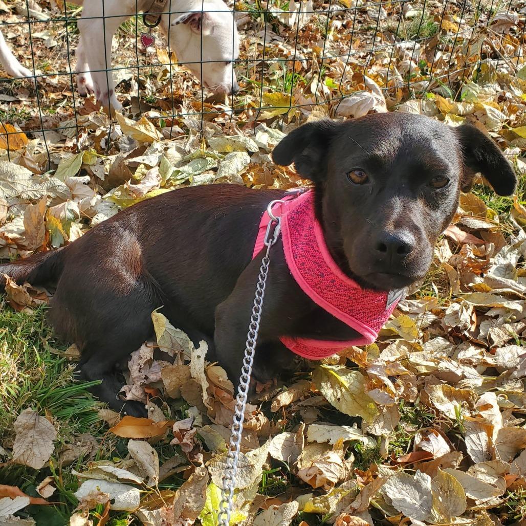 Enlarge Cupcake, a Adoptable mixed breed in Normal, IL image 3/3