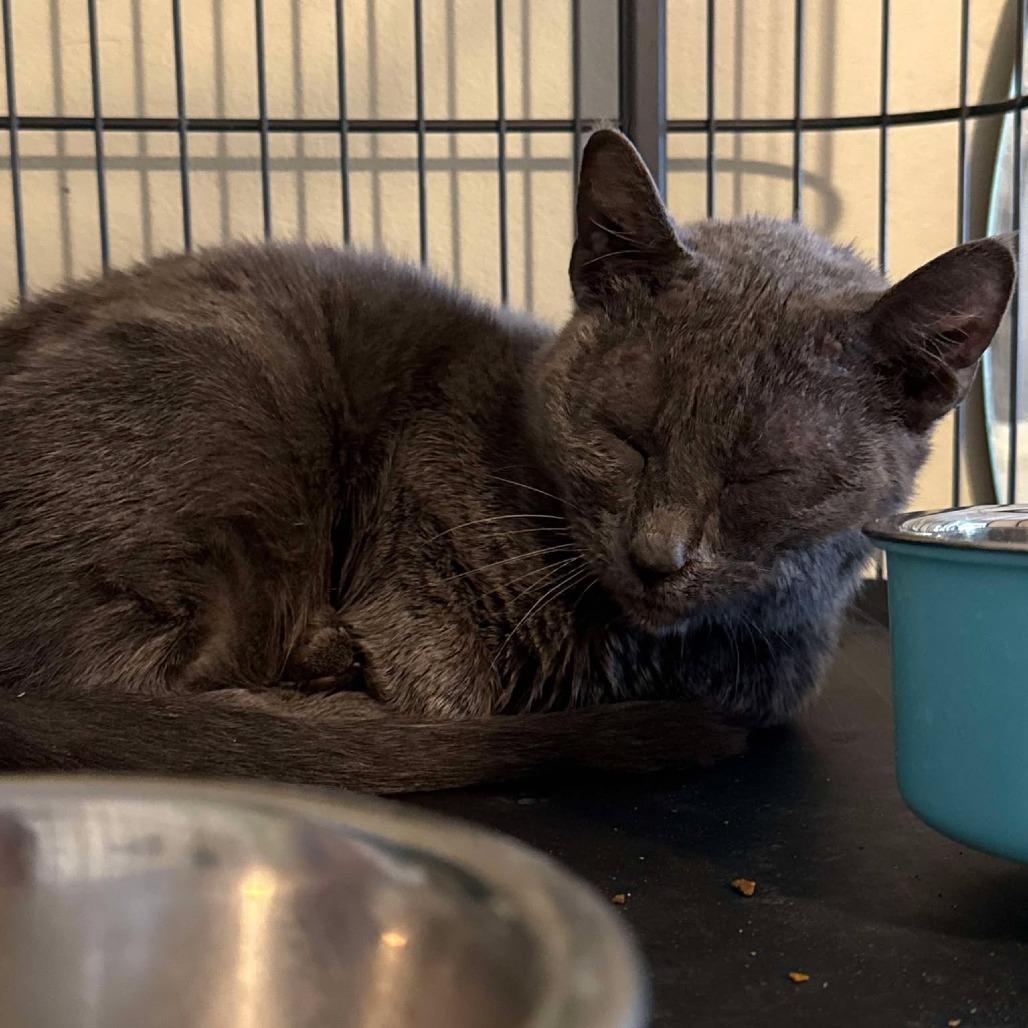 Glameow — thumbnail 2