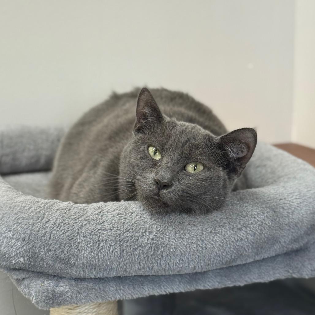 Glameow — thumbnail 3