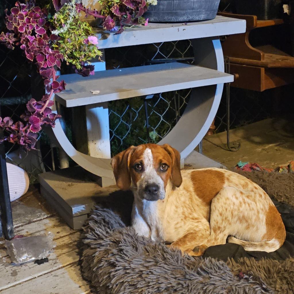 Scotch- Graduated Paws-in-Prison training program!, Adoptable, Adult Male Bluetick Coonhound.