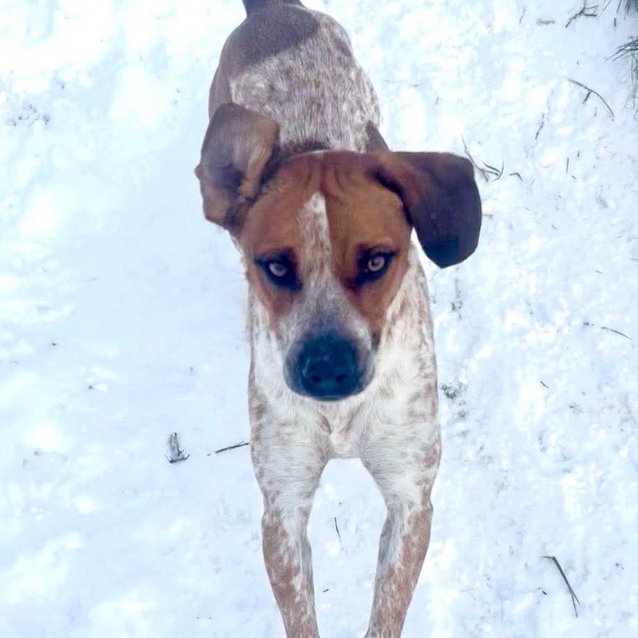 Enlarge Scotch- Graduated Paws-in-Prison training program!, a Adoptable Bluetick Coonhound in Union City, PA image 2/6