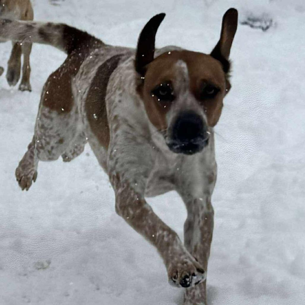 Enlarge Scotch- Graduated Paws-in-Prison training program!, a Adoptable Bluetick Coonhound in Union City, PA image 3/6