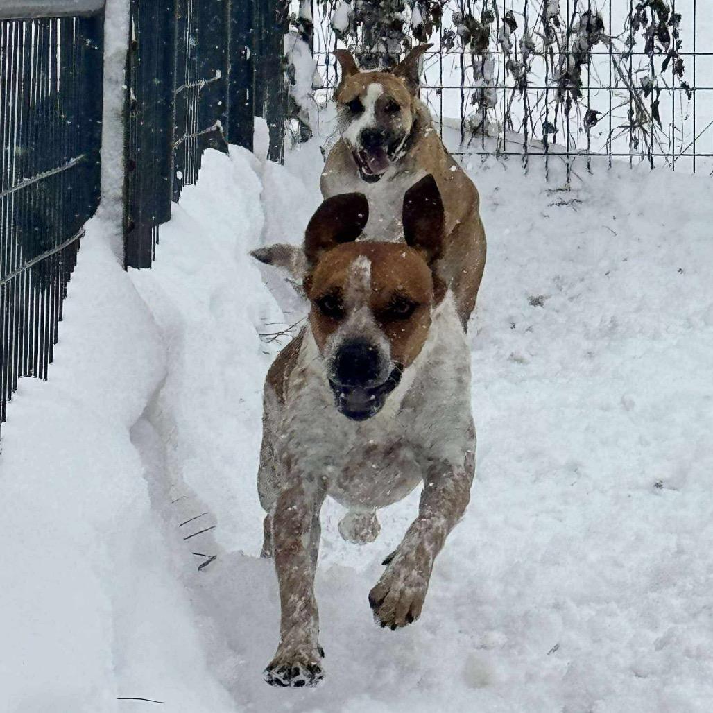 Enlarge Scotch- Graduated Paws-in-Prison training program!, a Adoptable Bluetick Coonhound in Union City, PA image 5/6