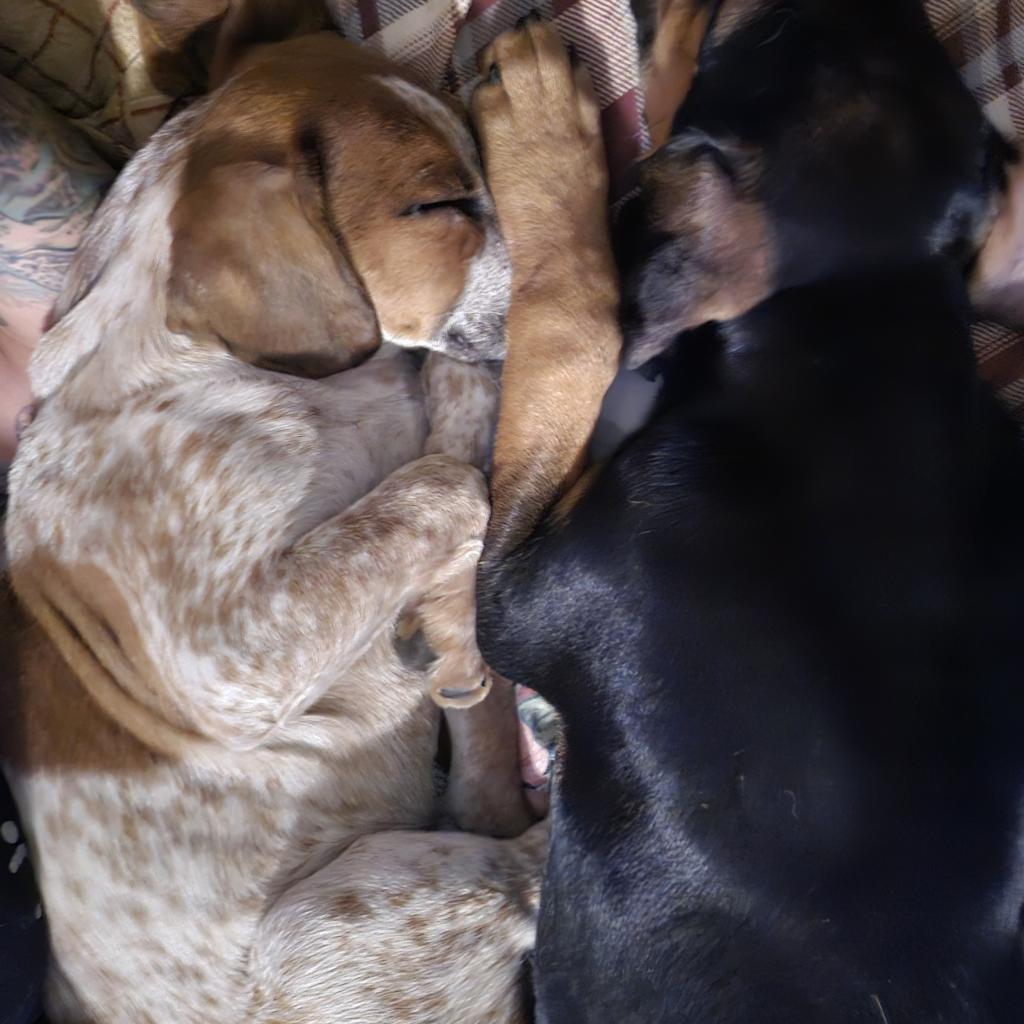 Enlarge Scotch- Graduated Paws-in-Prison training program!, a Adoptable Bluetick Coonhound in Union City, PA image 6/6