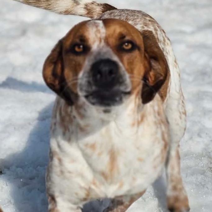 Enlarge Scotch- Graduated Paws-in-Prison training program!, a Adoptable mixed breed in Union City, PA image 6/6