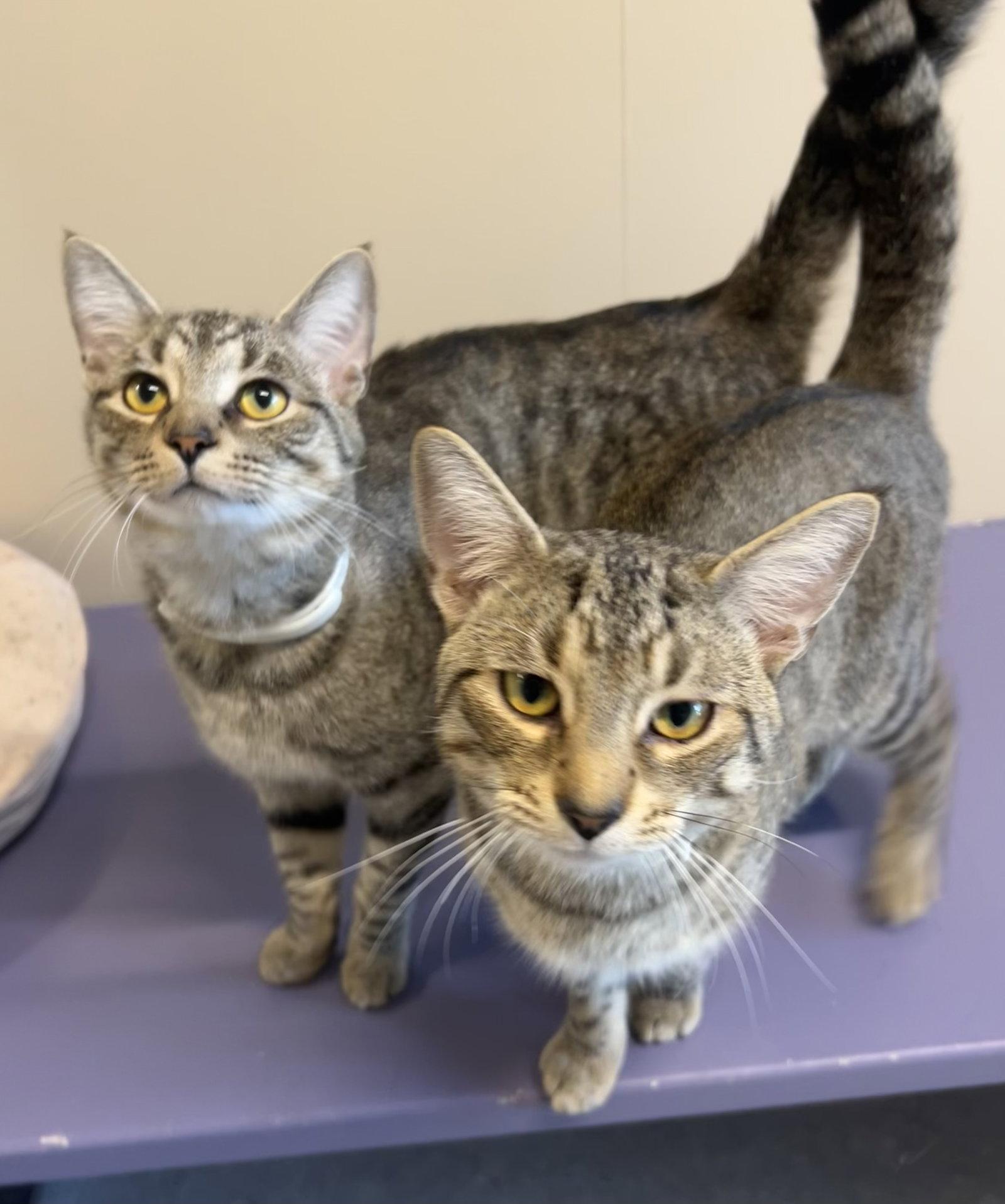 Duncan & Butters, Adopted, Young Male Domestic Short Hair.