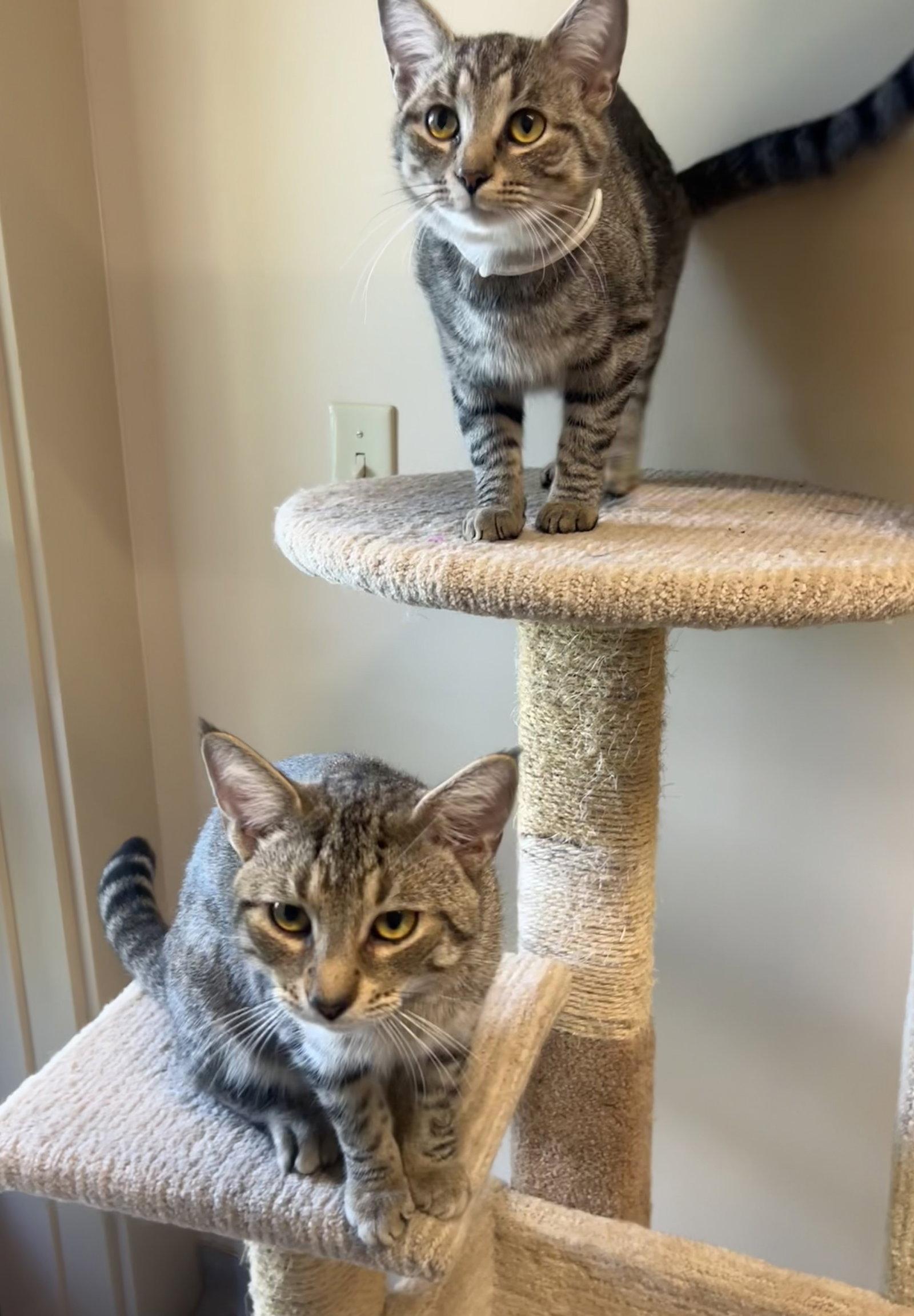 Enlarge Duncan & Butters, a Adopted Domestic Short Hair in Arlington, VT image 2/3