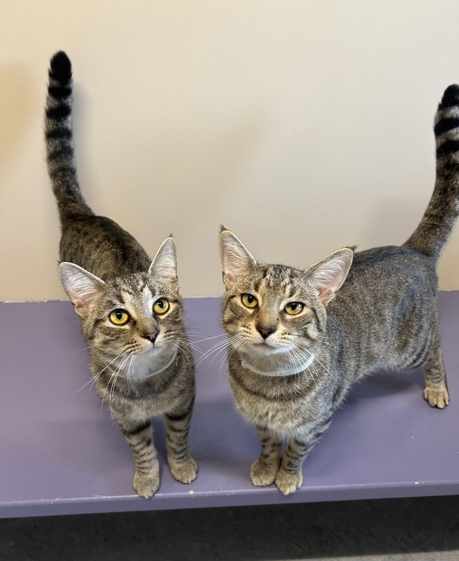 Enlarge Duncan & Butters, a Adopted Domestic Short Hair in Arlington, VT image 3/3