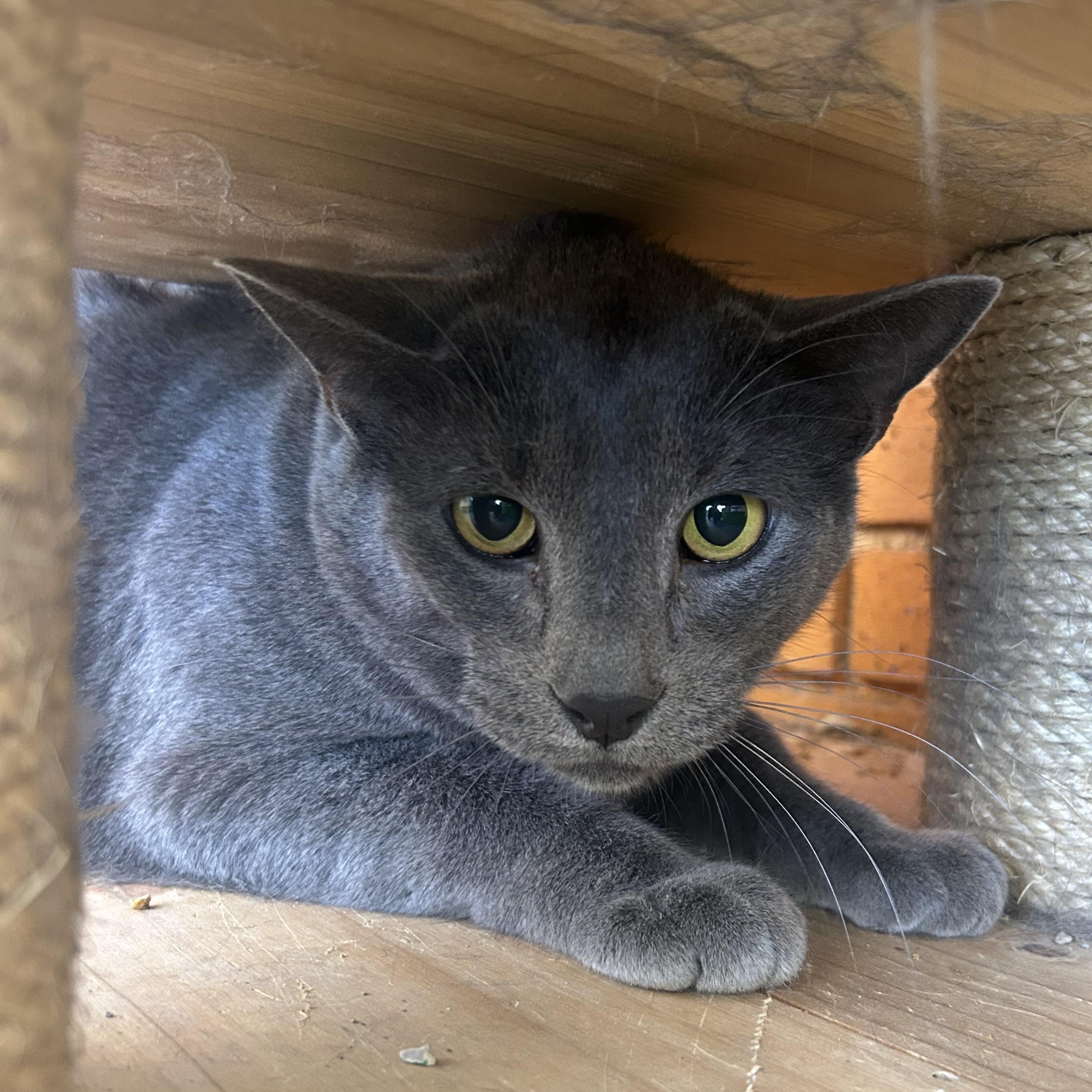 Warren, Adoptable, Adult Male Domestic Short Hair.