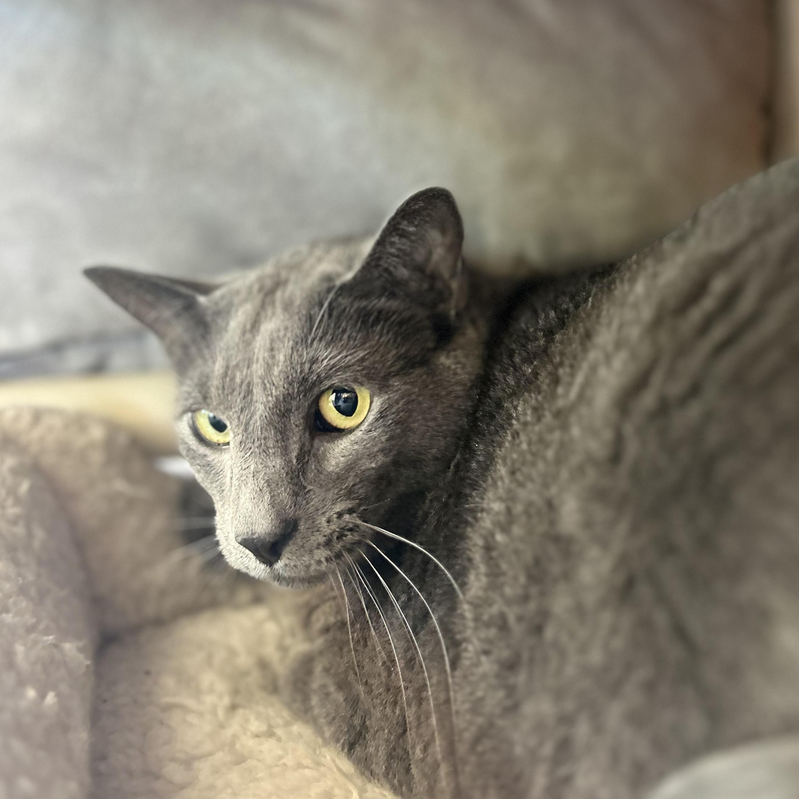 Warren, a Adoptable Domestic Short Hair in Madison Heights, MI image 3/4