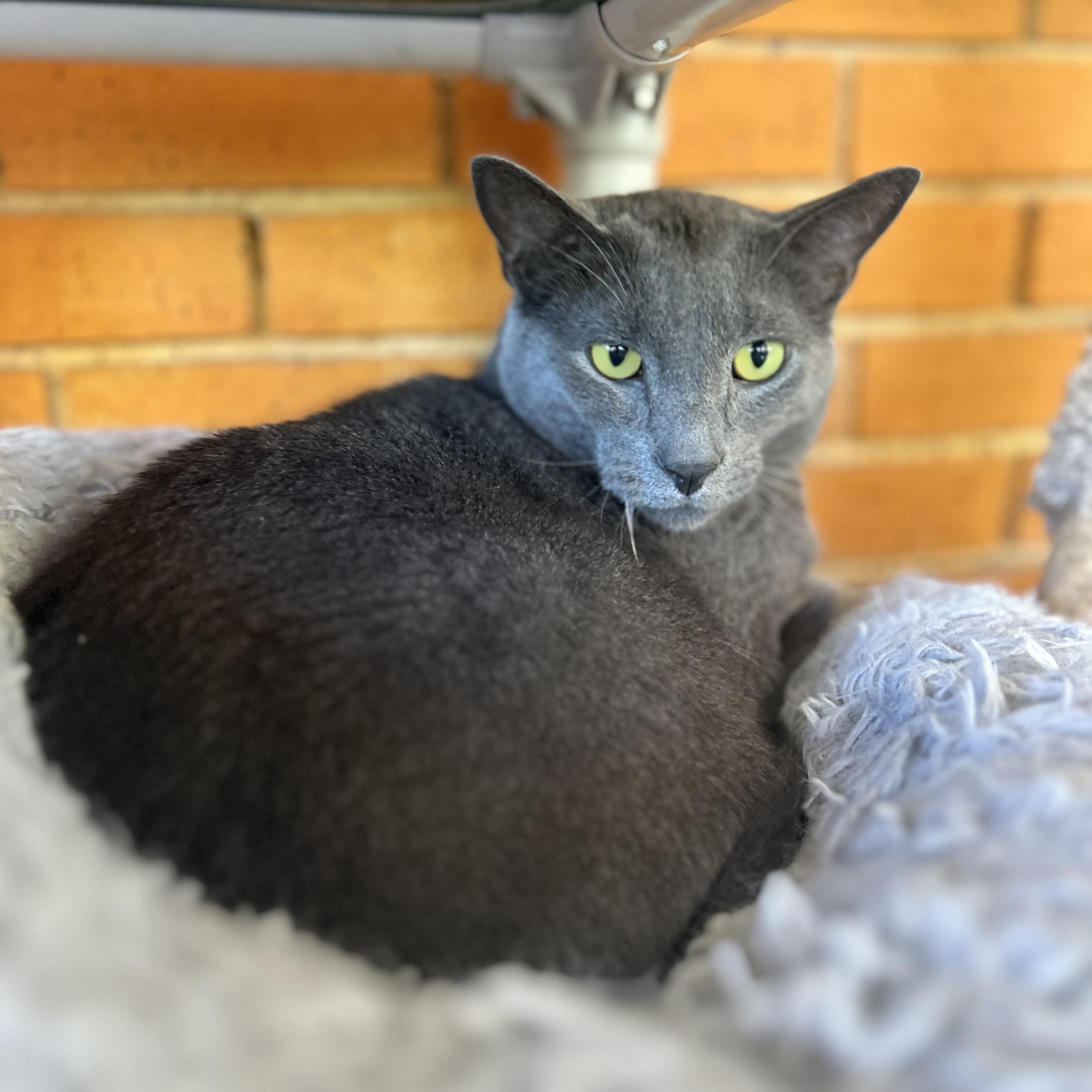 Warren, a Adoptable Domestic Short Hair in Madison Heights, MI image 2/4