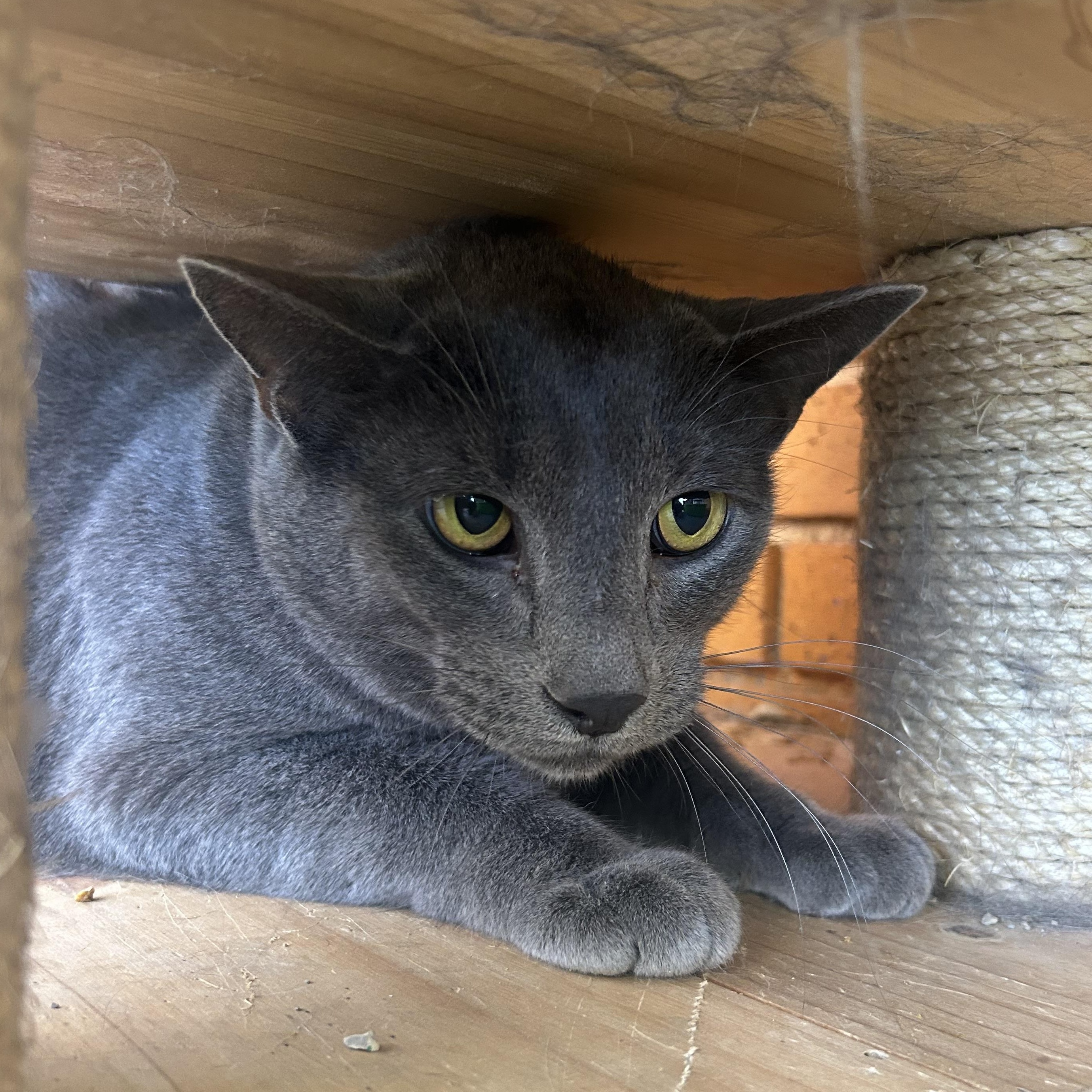 Warren, a Adoptable Domestic Short Hair in Madison Heights, MI image 2/3