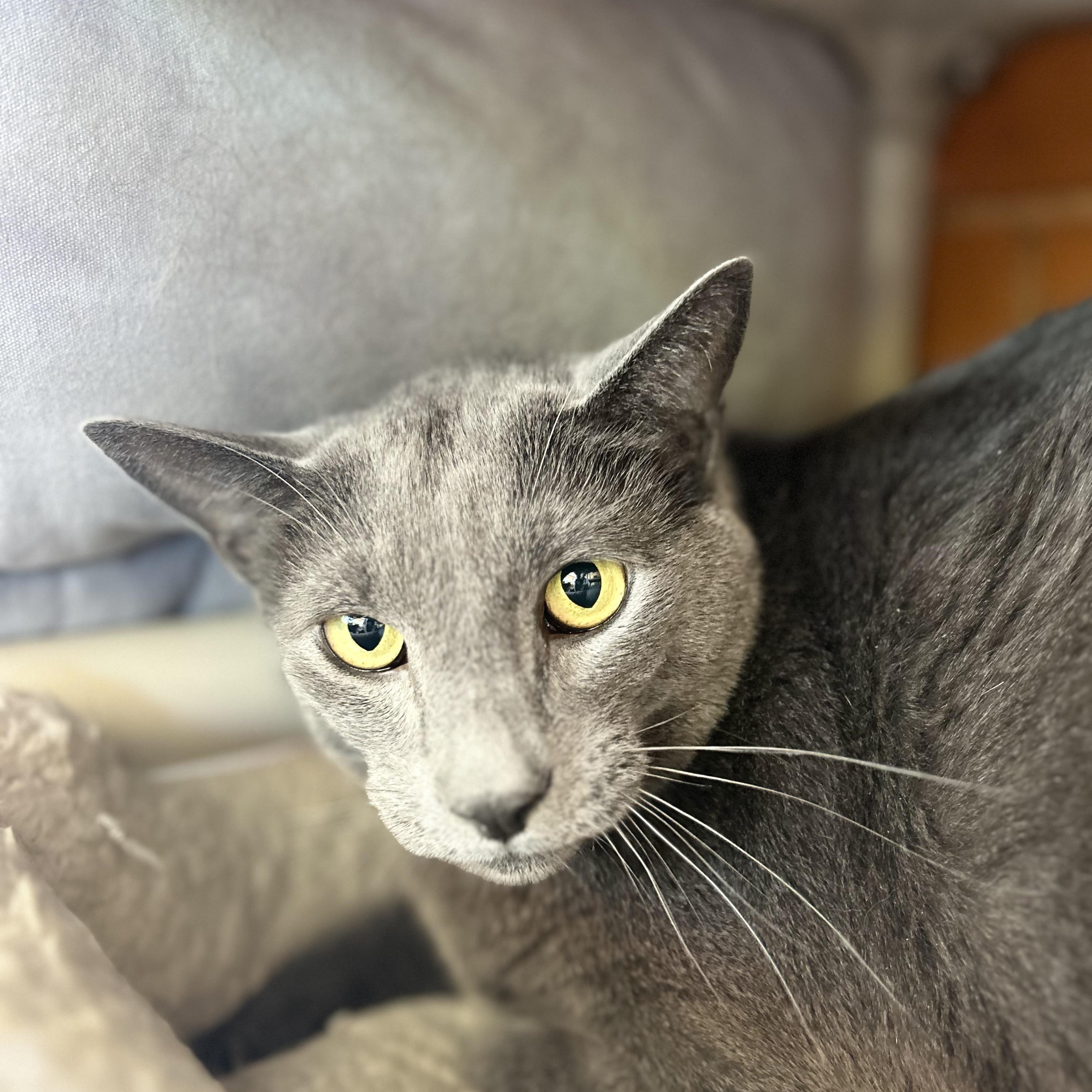 Warren, a Adoptable Domestic Short Hair in Madison Heights, MI image 4/4