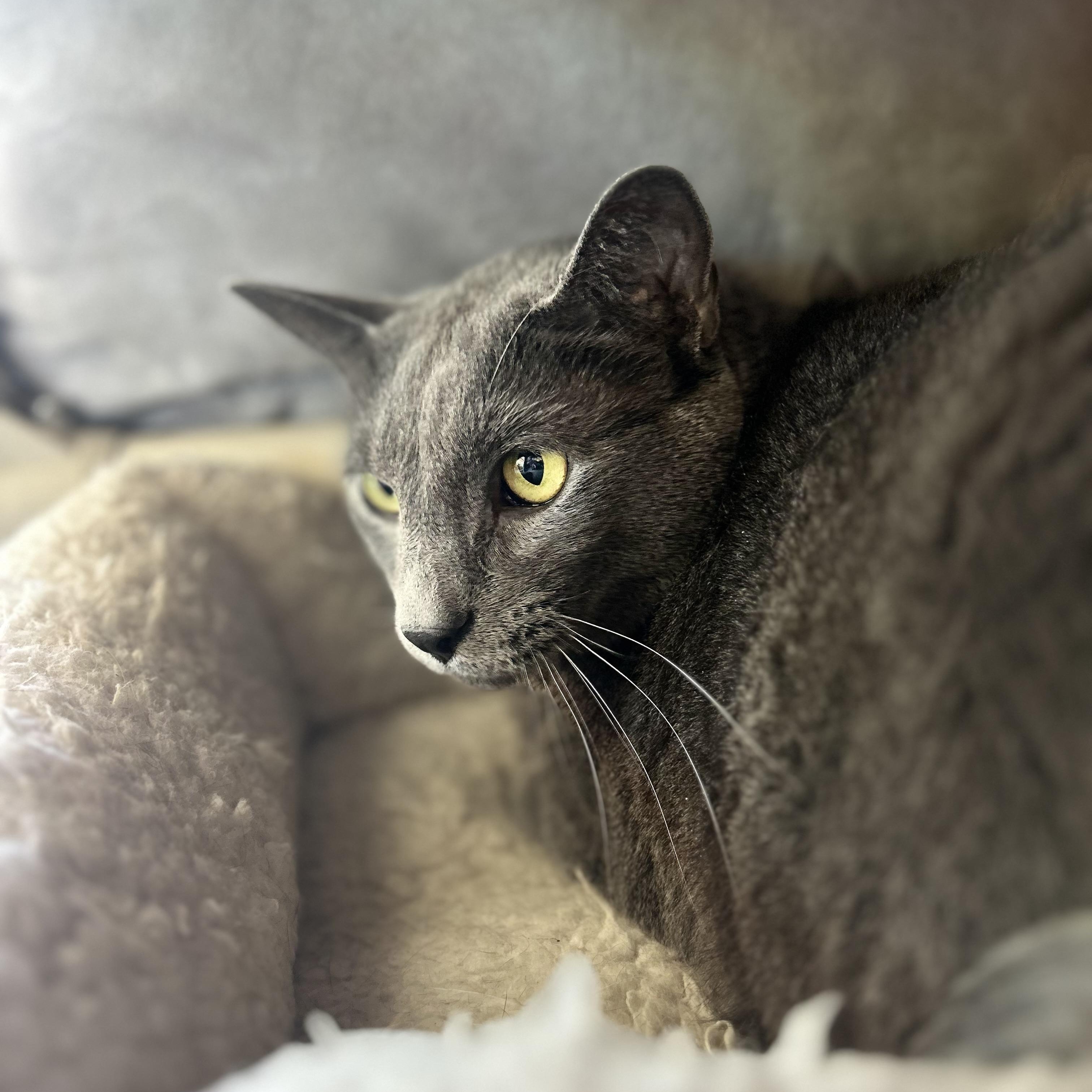 Warren, Adoptable, Adult Male Domestic Short Hair.