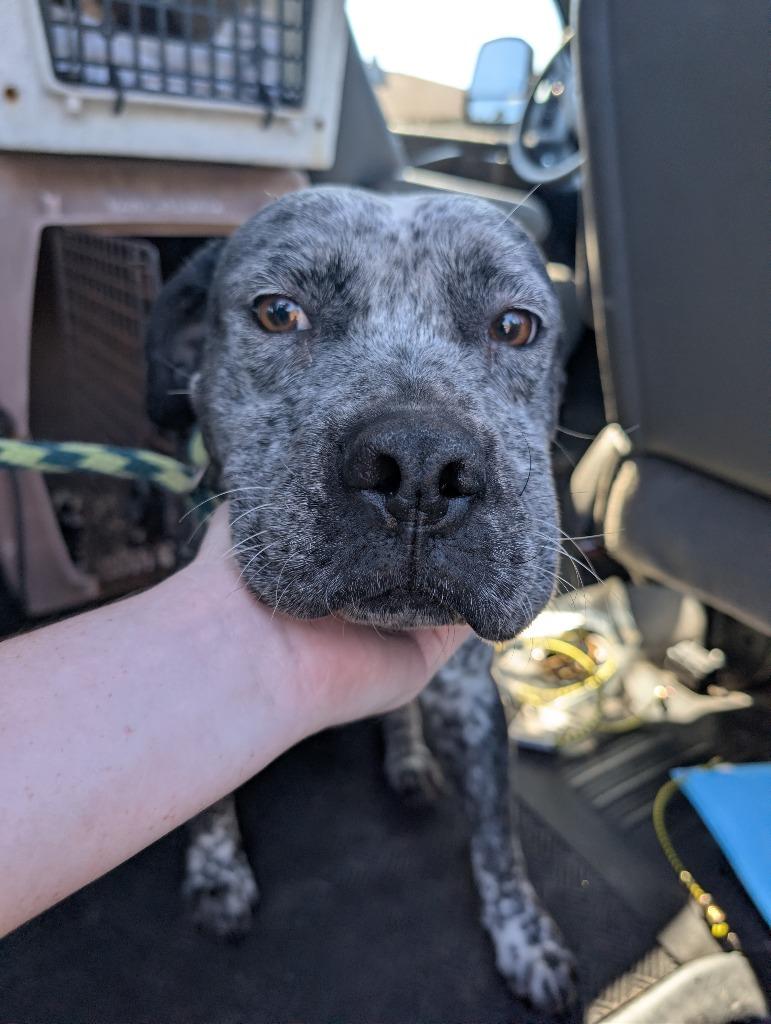Blue Berry, Adoptable, Adult Male Mixed Breed.