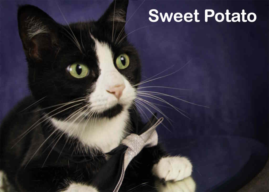 Sweet Potato